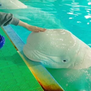 あんブログ イルカ🐬