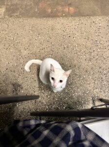 あんブログ ネコ🐈