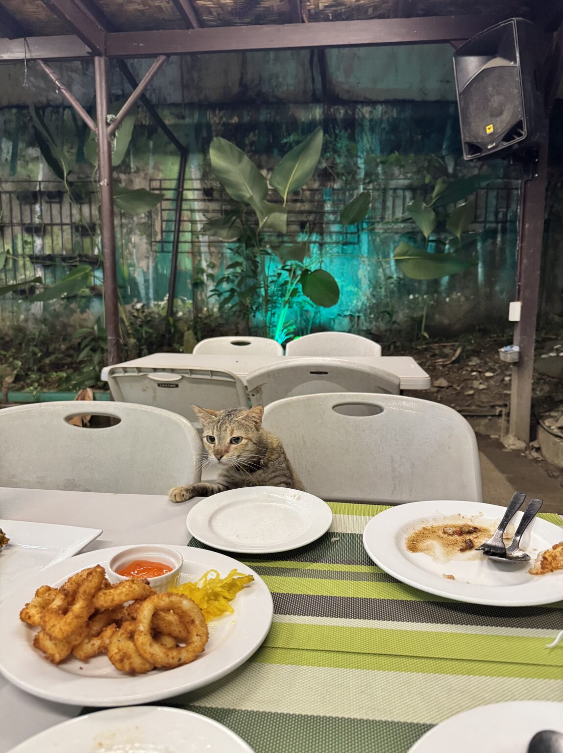 あんブログ 猫 - 逆いちゃキャバ 新橋 CLUB LOVEST ラベスト