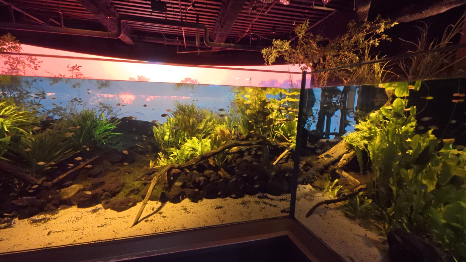 あんブログ 魚🐟 - 逆いちゃキャバ 新橋 CLUB LOVEST ラベスト