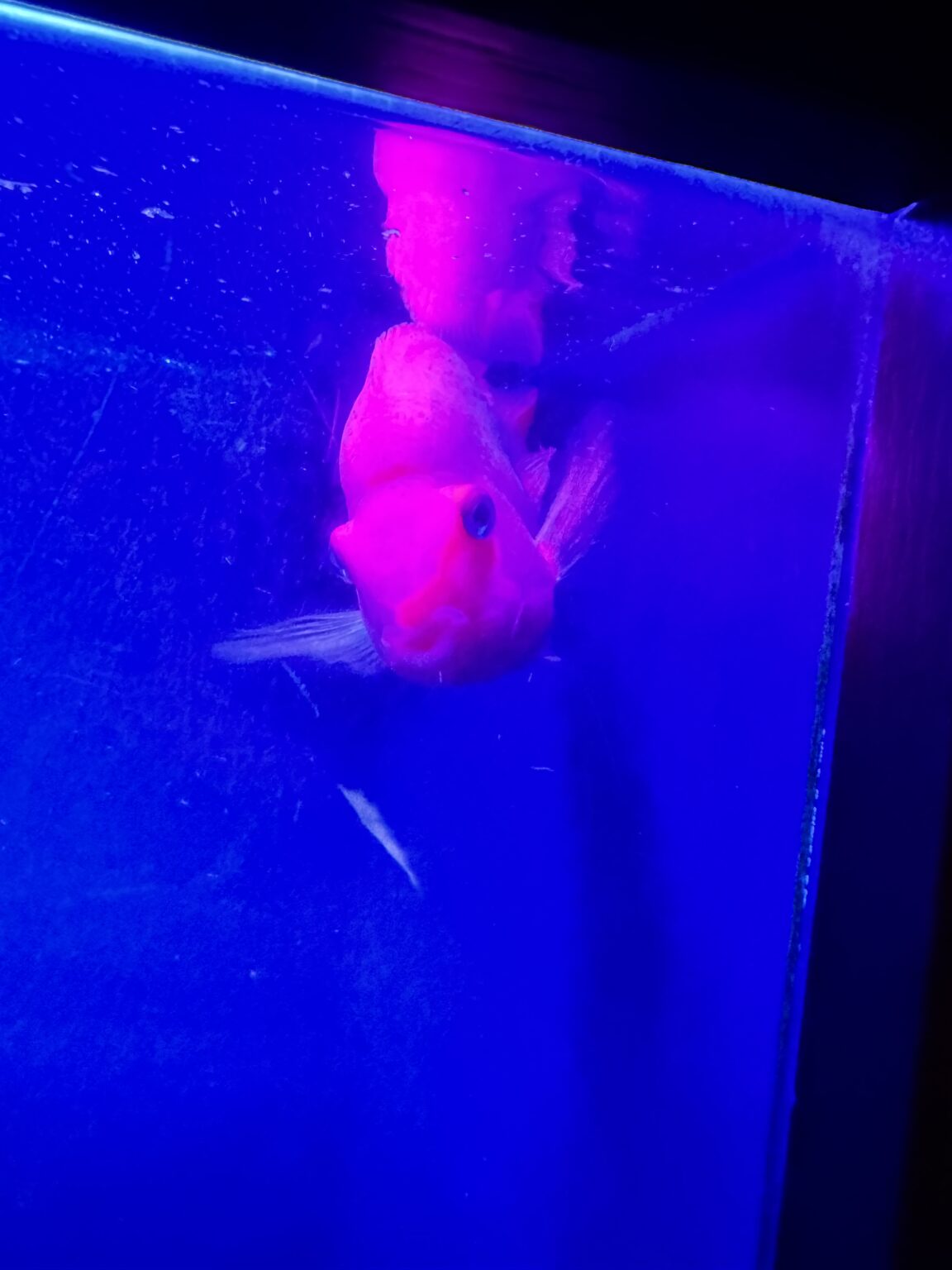 口がハートだった〜 - 逆いちゃキャバ 新橋 CLUB LOVEST ラベスト