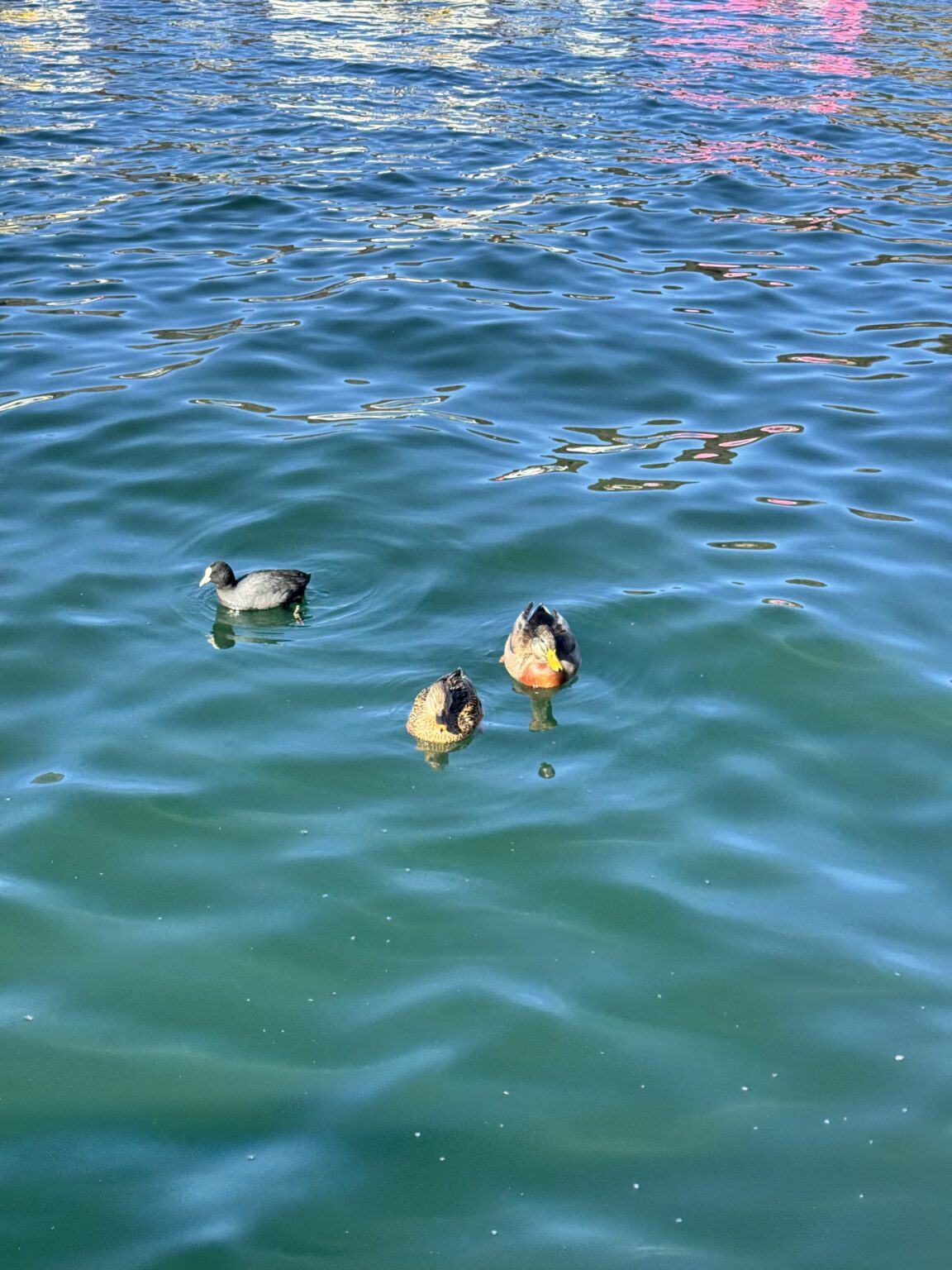 アヒル - 逆いちゃキャバ 新橋 CLUB LOVEST ラベスト