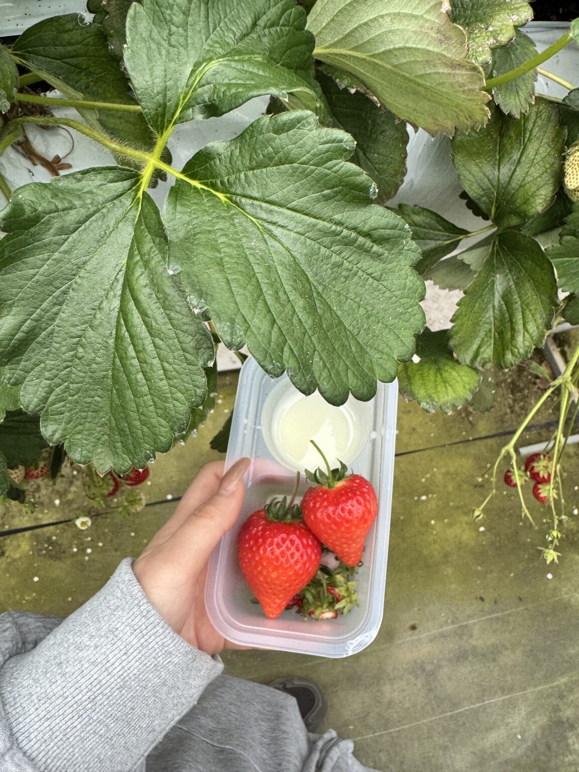 いちご - 逆いちゃキャバ 新橋 CLUB LOVEST ラベスト