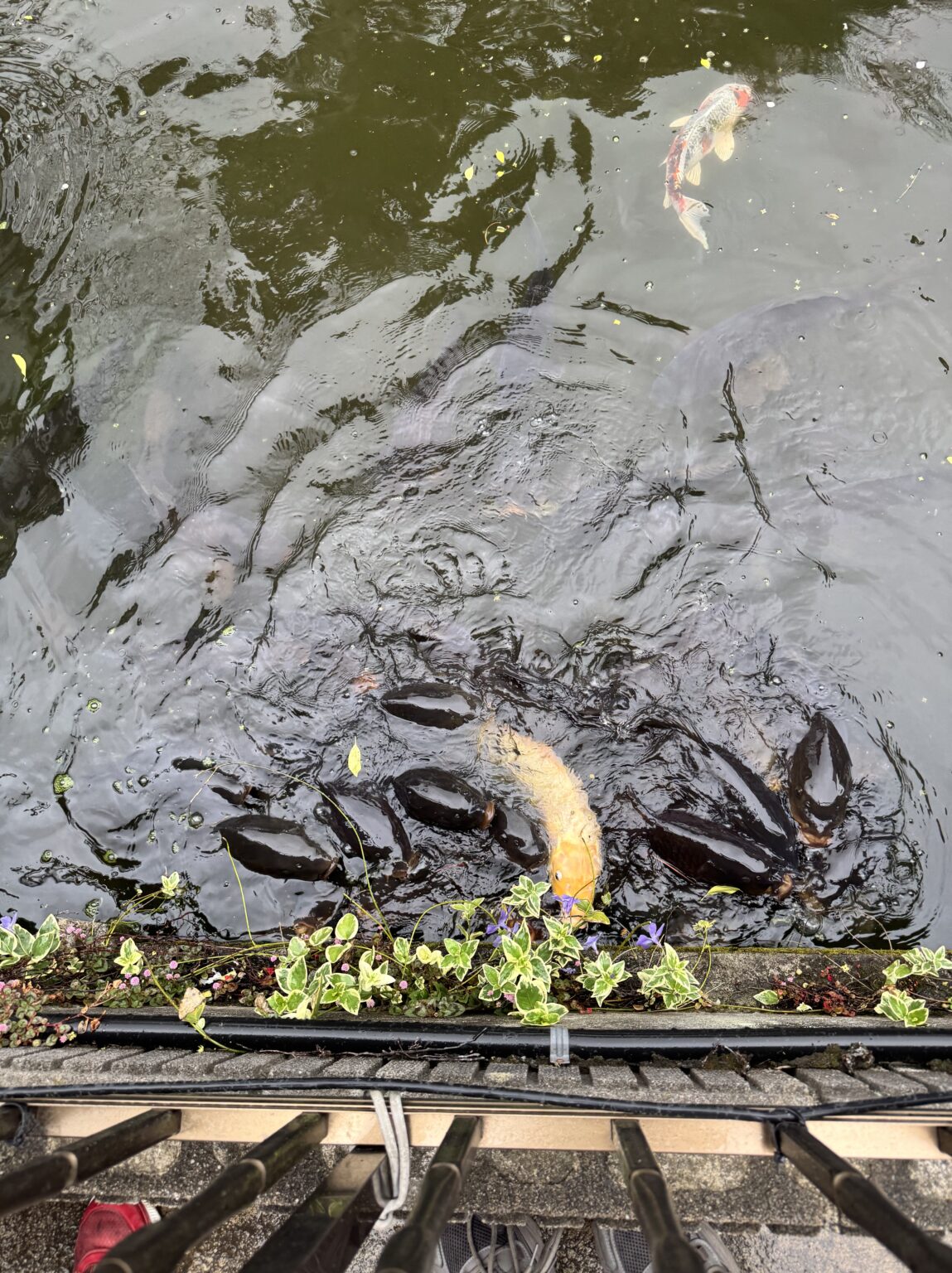 鯉いた! - 逆いちゃキャバ 新橋 CLUB LOVEST ラベスト