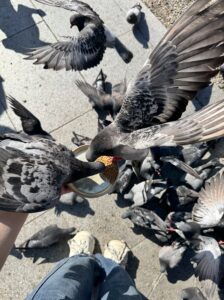 鳩