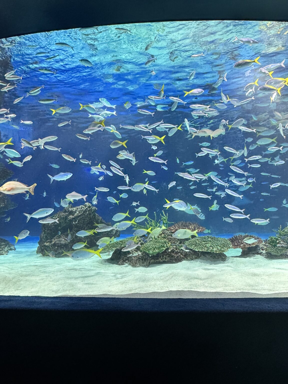 魚 - 逆いちゃキャバ 新橋 CLUB LOVEST ラベスト