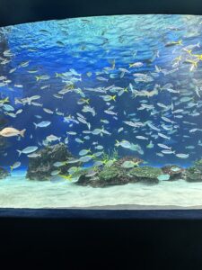 魚