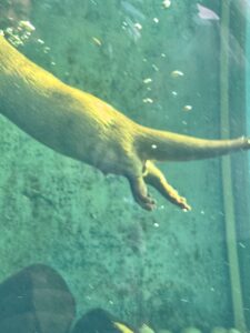 カワウソの足!